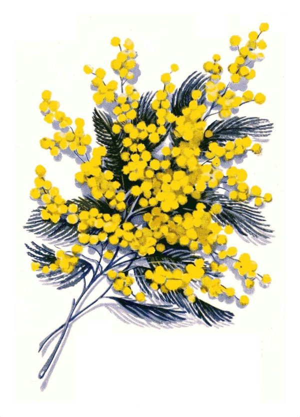 мимозы ветка мимозы