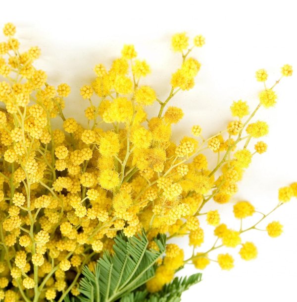 мимозы ветка мимозы