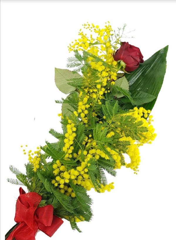 мимозы ветка мимозы