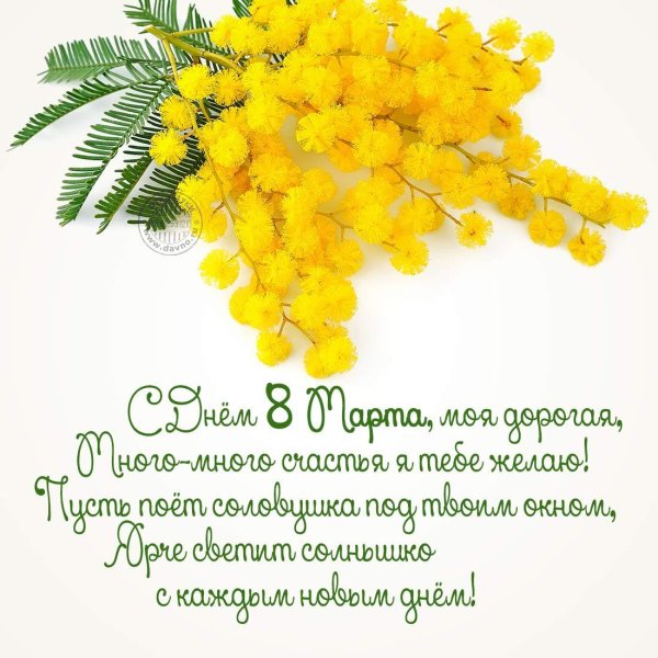 мимоза на белом фоне