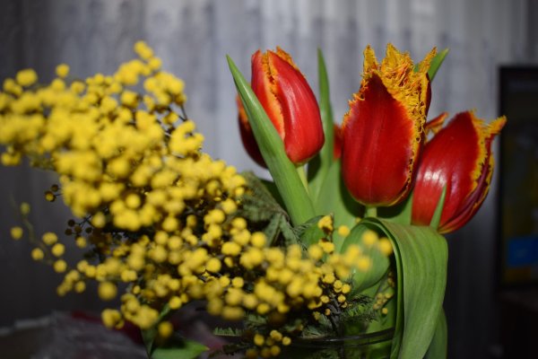 тюльпан бахромчатый