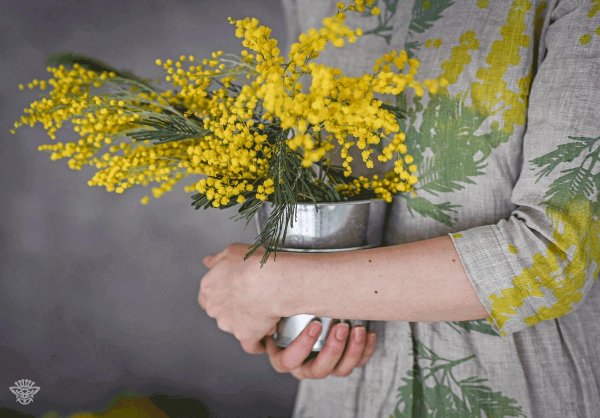 мимозы ветка мимозы