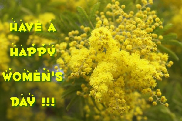 мимоза хамбуриана