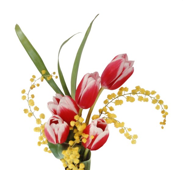 букет тюльпанов без фона