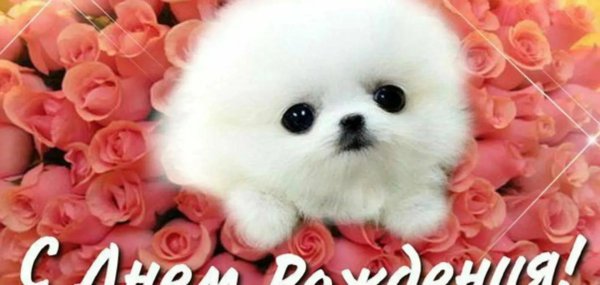 милая собачка