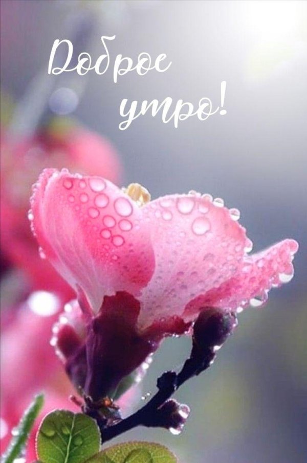 прелести весны