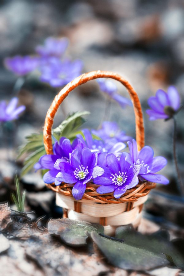 печеночница обыкновенная