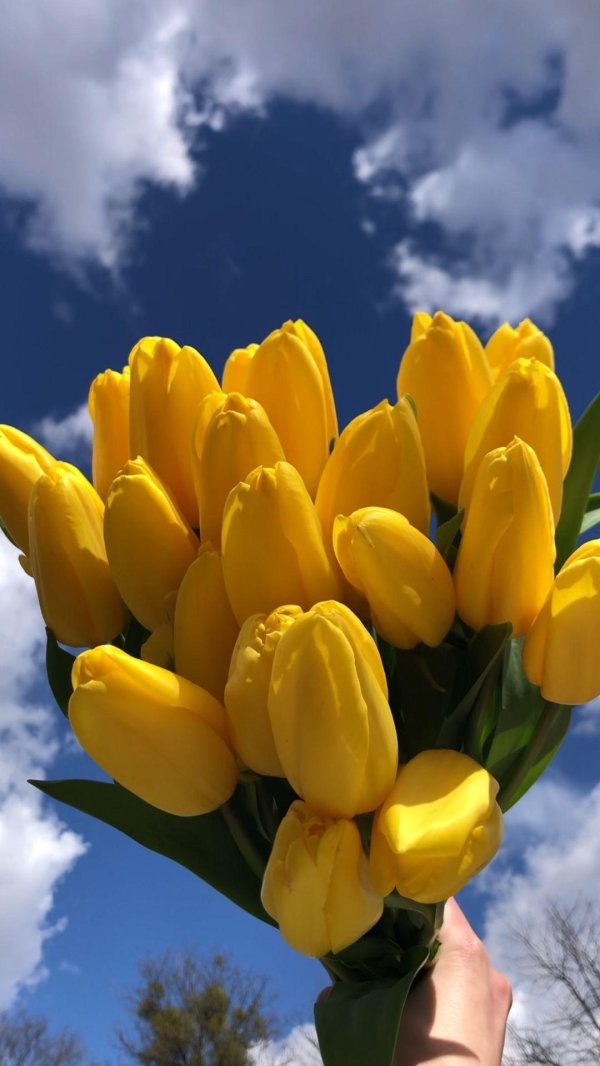 тюльпан йеллоу мастер