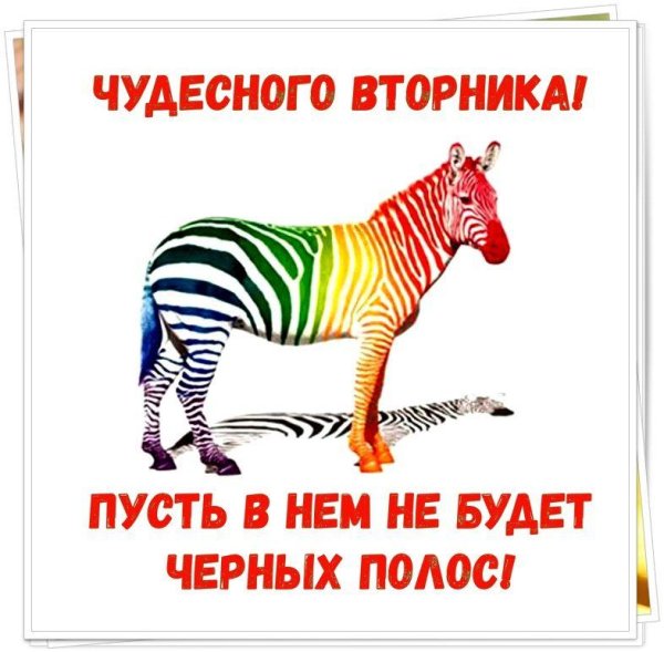 цветная зебра