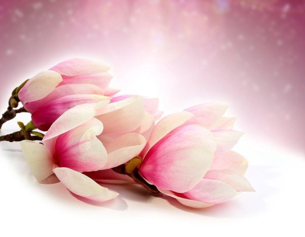 ветка магнолии