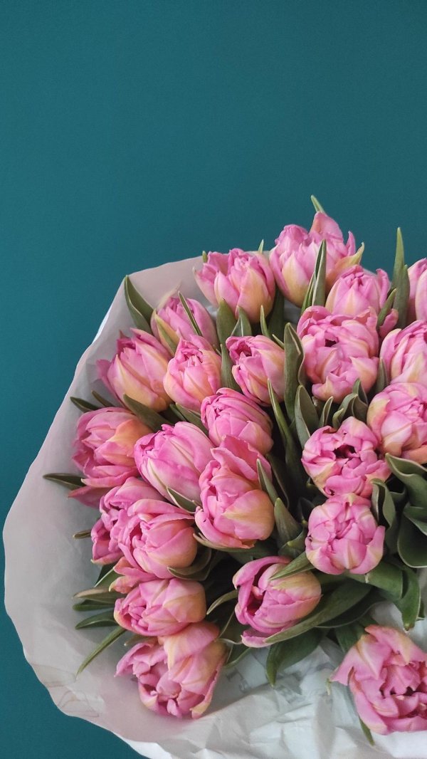 тюльпан пионовидный