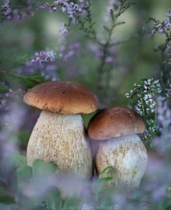 белый гриб боровик