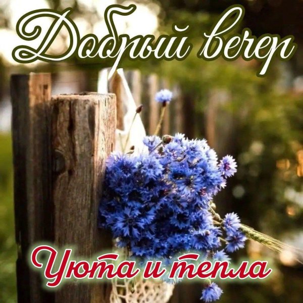 добрый вечер васильки