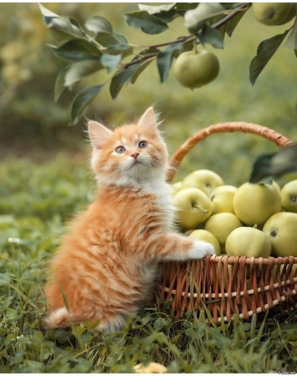 кот яблоко