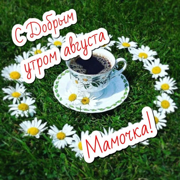 доброго утра ромашки