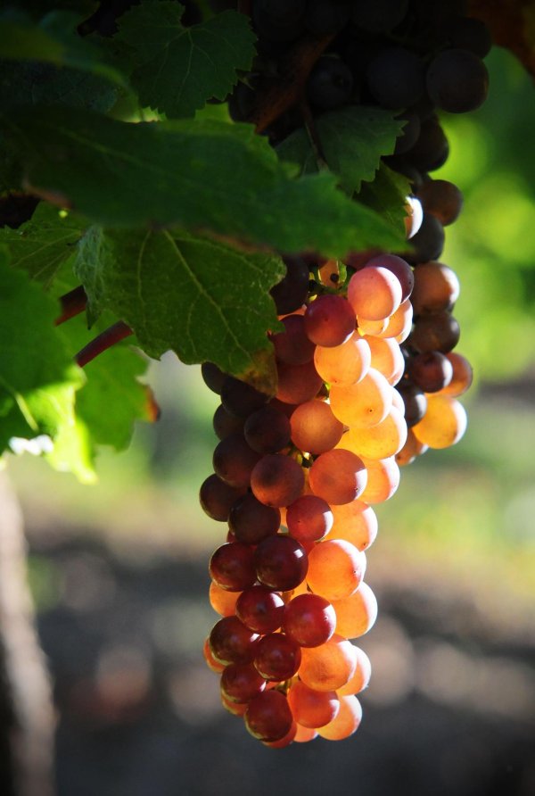 гроздь белого винограда