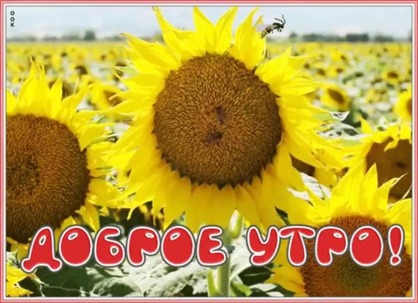 доброе августовское утречко