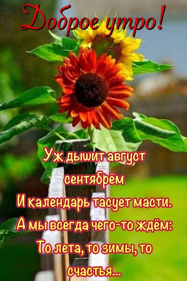 последний день августа доброе утро