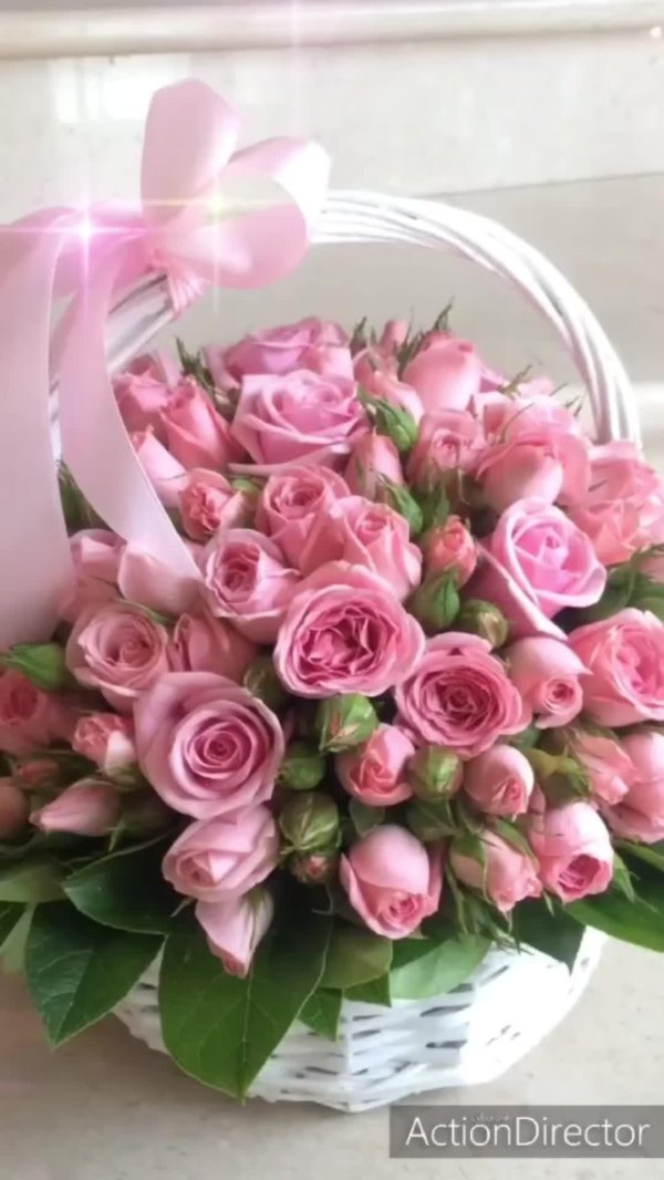 роза кустовая odilia