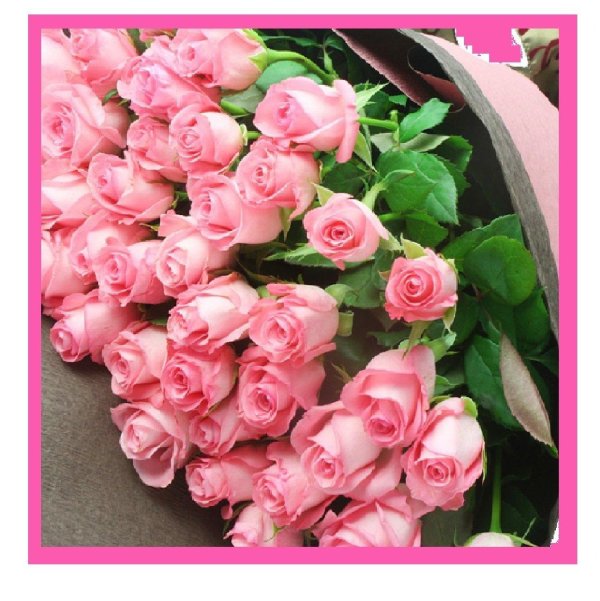 розовые розы светке