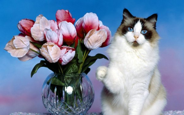 кот с тюльпанами