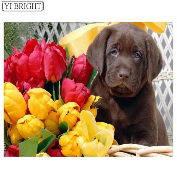 шоколадные лабрадоры