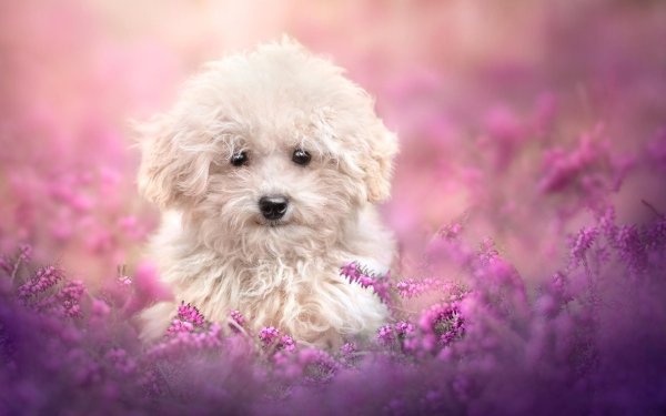 бишон фризе