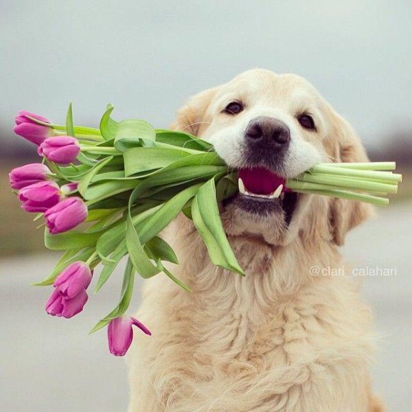 лабрадор ретривер