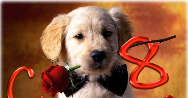 цветы собачки