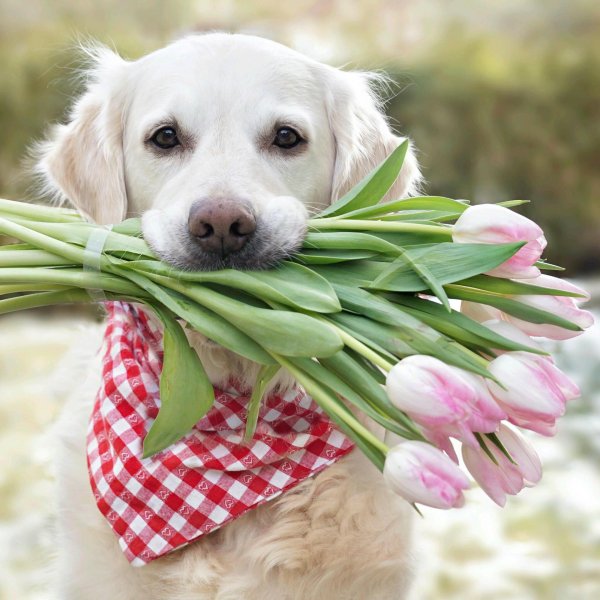 лабрадор ретривер