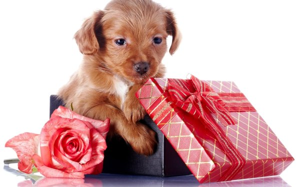 щенок подарок