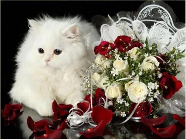 красивая кошечка