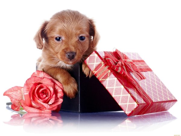 Животные с цветами на день рождения