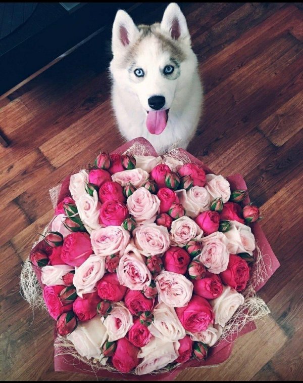 сибирский хаски