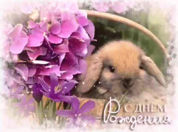 красивые кролики