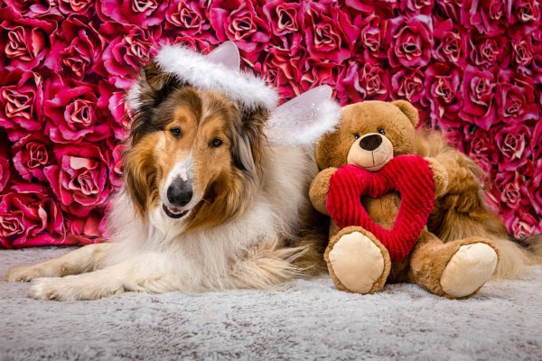 новогодние собачки