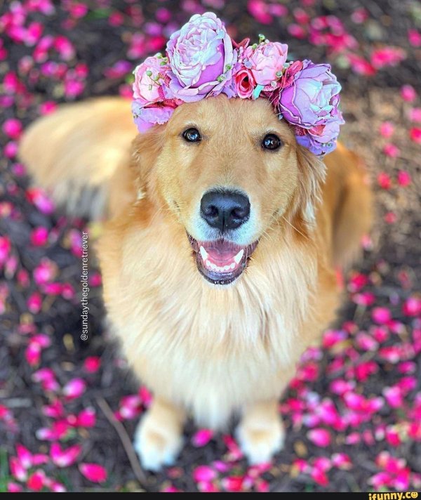 голден ретривер