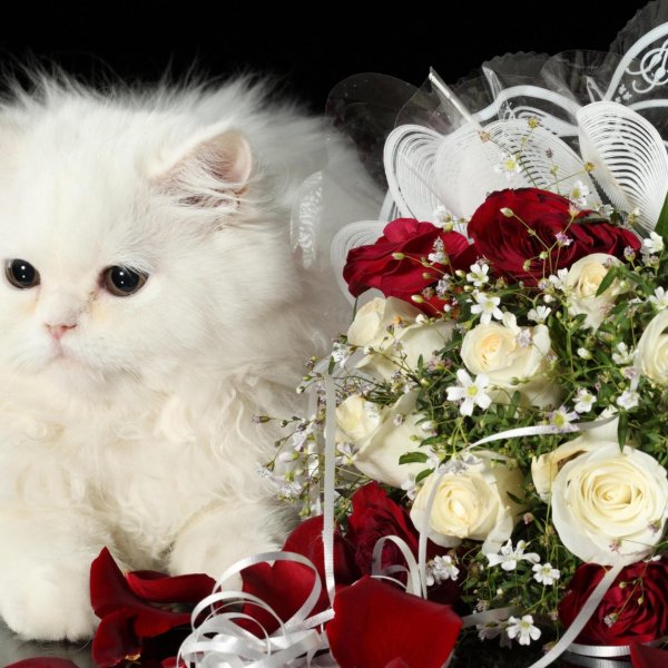 котик с букетом