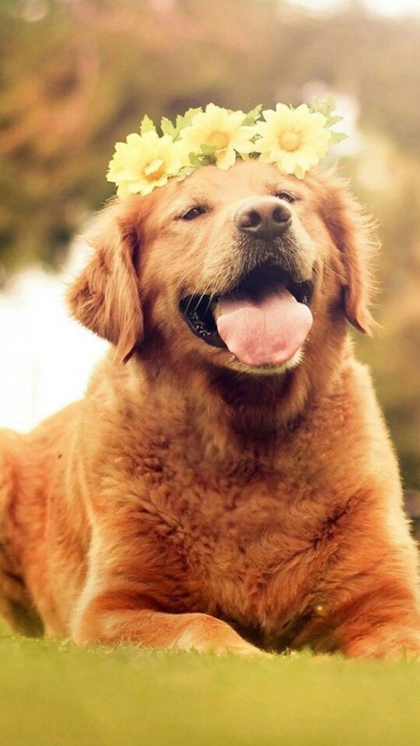 golden retriever dog
