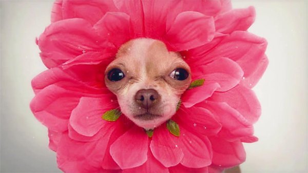 день чихуахуа