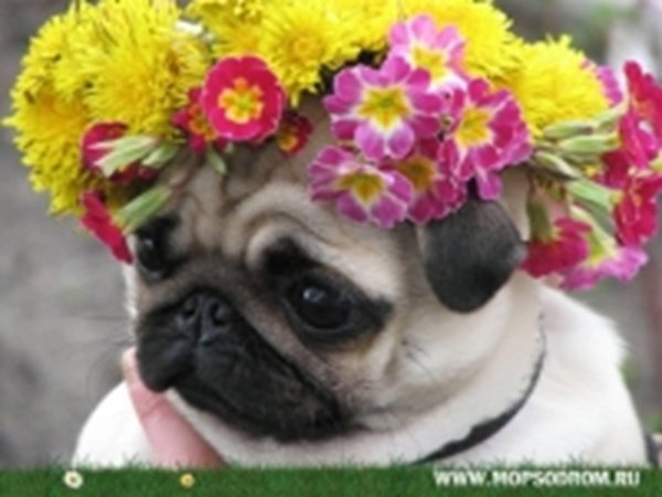 мопс смешной