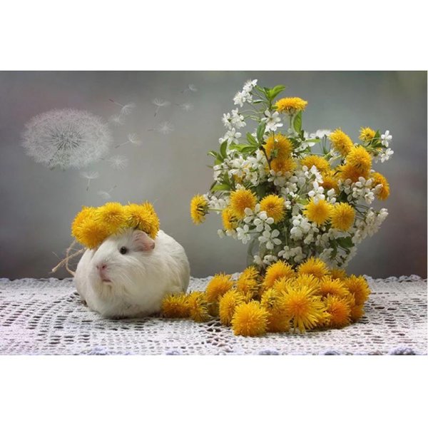 одуванчик букет