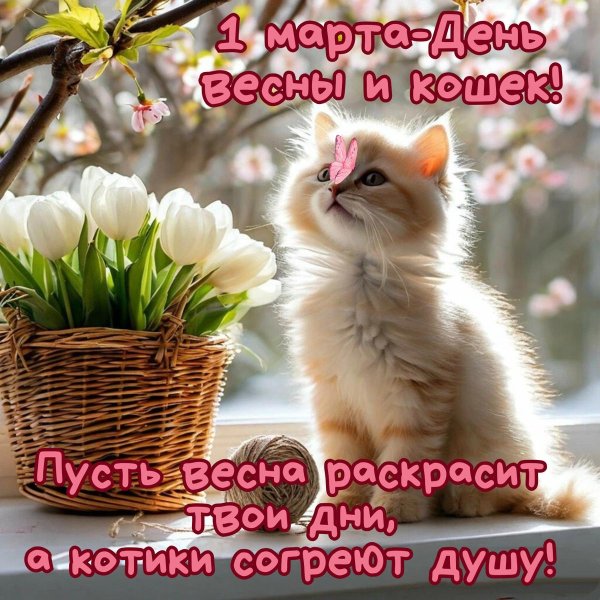 день кошек 1 марта