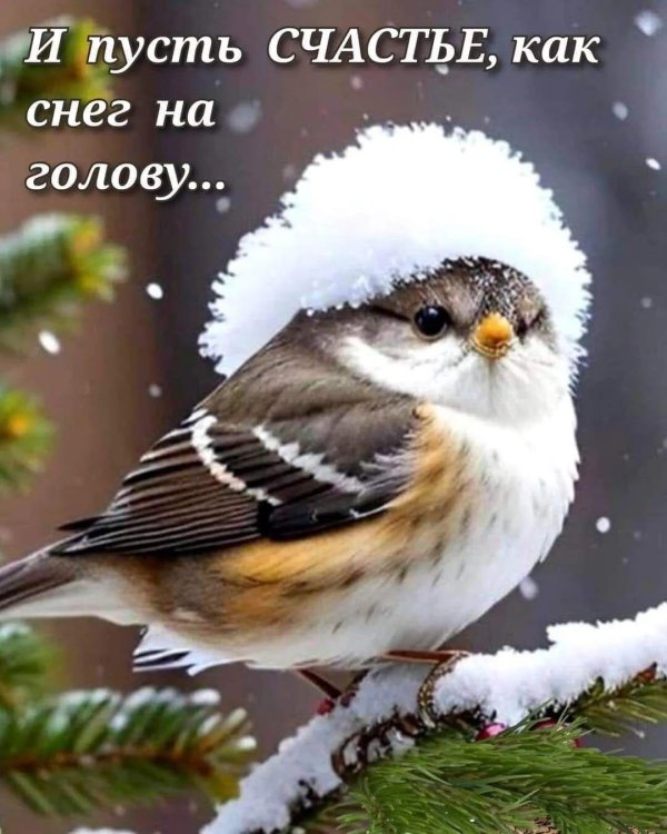 зимние птицы