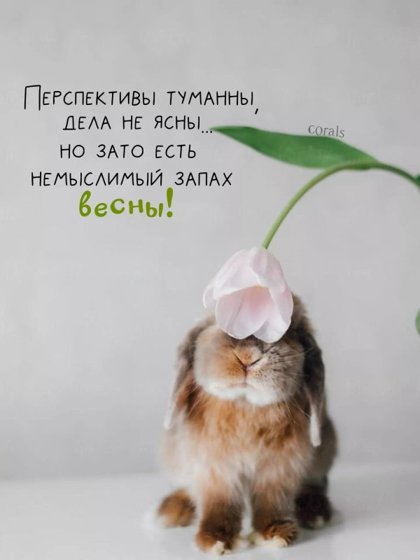 кролики милые