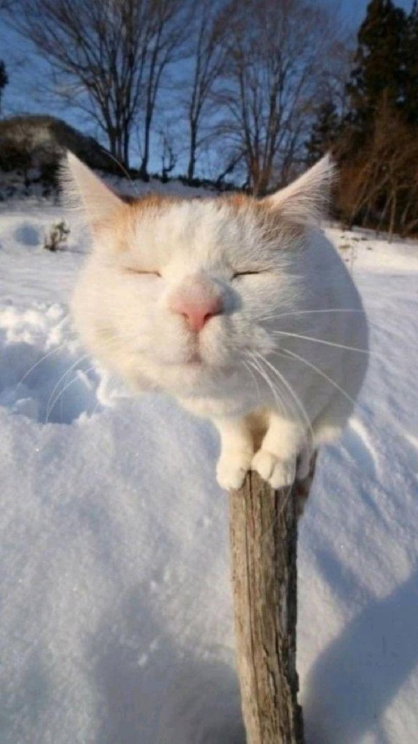 снежный котик