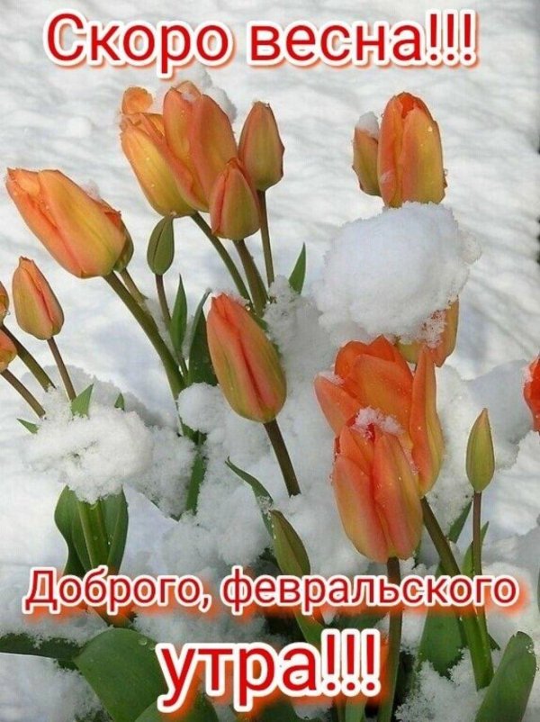 февральские цветы