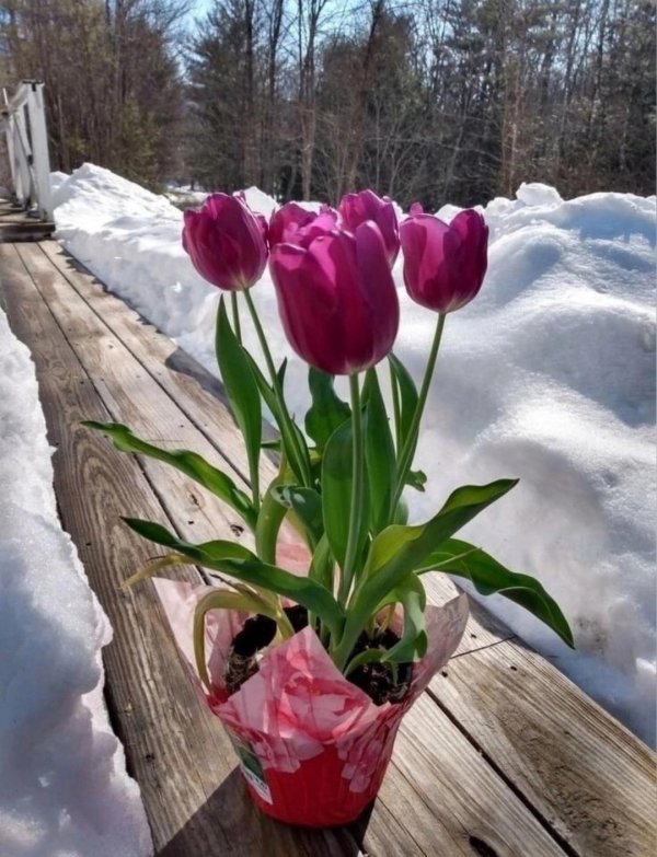 тюльпаны зимой