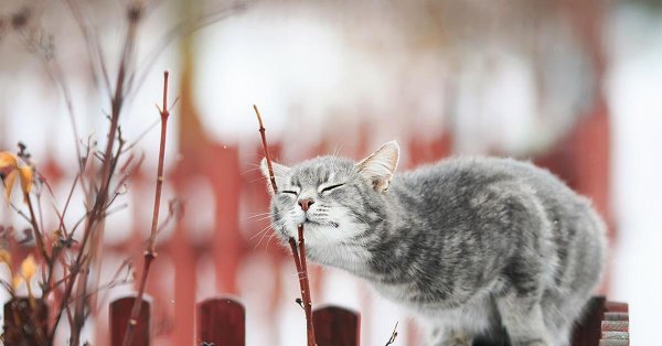 пахнет весной