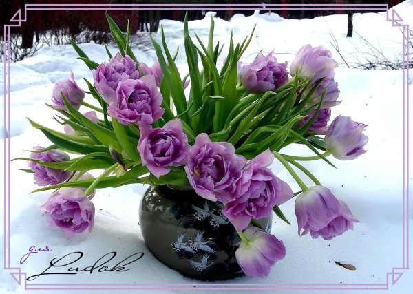 цветы зимой